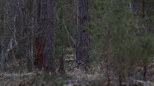 Глухарь токует на земле/ На глухарином току