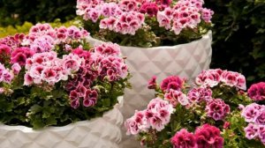 Пеларгония цветущая уход в открытом грунте, зимовка