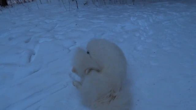 Воспалилась параанальная железа у самоедской собаки