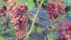 ВЕЛЕС виноград кишмиш