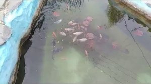 Пруд карасей