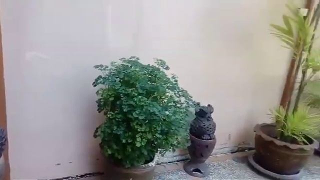 Территория отеля Паттайя гарден.
