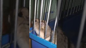 Новое Видео! Хомячок бегает по клетке