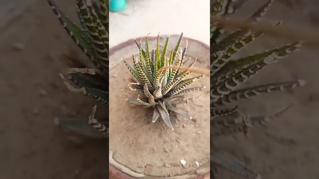 Haworthia fasciata plant