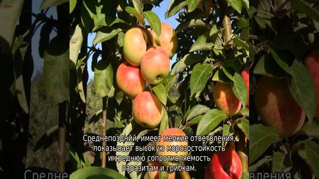 Колоновидная яблоня (сорта)