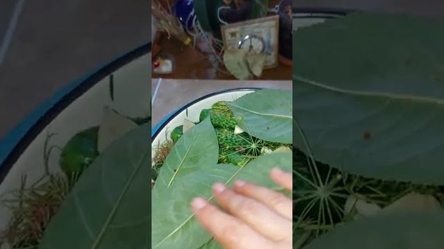 рецепт малосольных острых огурчиков для моего папы 92 года!!! смотреть онлайн