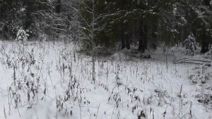 охота капканами на куницу 2023-24г.#охота_на_куницу#куница#тайга#