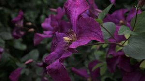 De Clematis (Bosrank) | Tips en verzorging