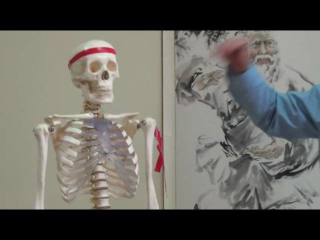 Семинар остеопатия МИОФАСЦИАЛЬНЫЕ ЦЕПИ МФЦ_54 смотреть онлайн