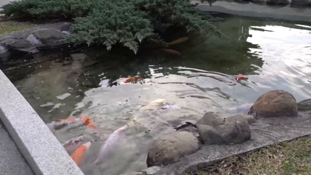 ? Настоящий японский пруд, как он выглядит, дизайн пруда на даче в японском стиле! смотреть онлайн