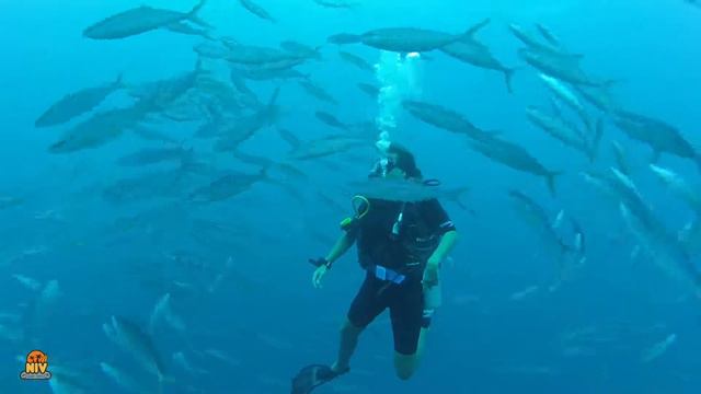 Canopus Thulusdhoo смотреть онлайн