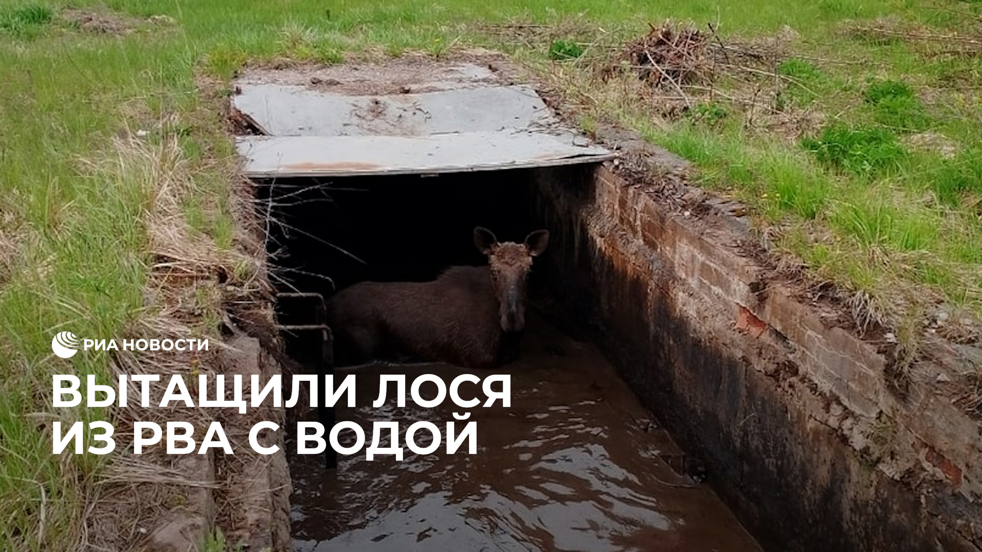 Вытащили лося из рва с водой