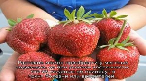 Клубника Пандора — описание сора