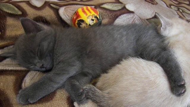 СПОКОЙНОЙ НОЧИ ЛЮБА от котеек смотреть онлайн