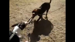 Бультерьер против питбуля