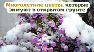 Многолетние цветы, которые зимуют в открытом грунте.??