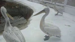 Птицы в зоопарке.Видео.