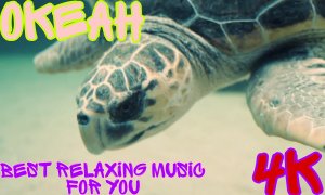 Удивительный подводный мир. #океан #релакс #рыбы #музыка #медитация #4к #качественное #видео