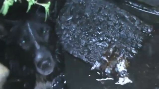 В Ярославле сотрудники ЦГЗ спасли пса, который провалился в канализационный колодец смотреть онлайн