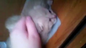 Можно ли кормить беременную кошку или кошку с котятами?