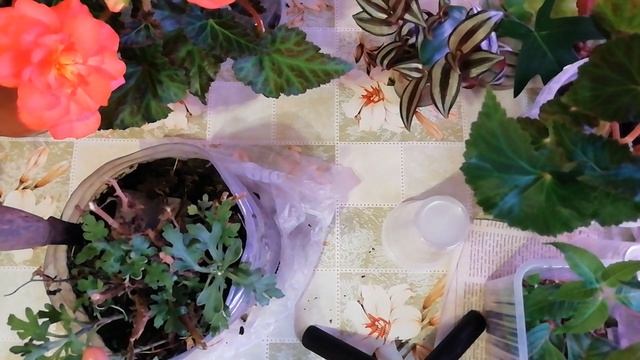 ХРИЗАНТЕМА МУЛЬТИФЛОРА ДЕЛЕНИЕ МАТОЧНОГО КУСТА. РАЗМНОЖЕНИЕ МУЛЬТИФЛОРЫ ПОБЕГАМИ.