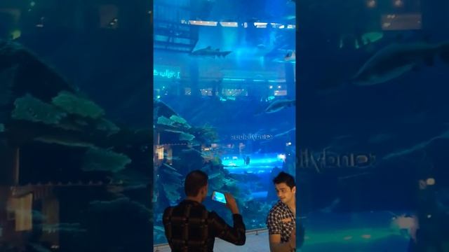 Dubai aquarium оаэ аквариум