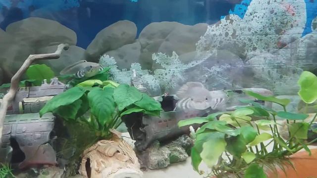 История моего аквариума#8 смотреть онлайн