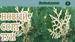 Новый сорт Туи вывел размножением семенами! Питомник "Хвойный дворик"