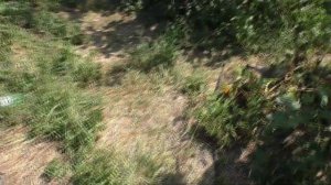 Инжир сравнение Рандино с Далматским Коричневым
