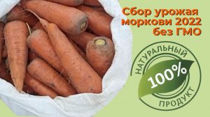 Сбор урожая моркови 2022.mp4
