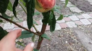 Нектарин в саду - лучший выбор