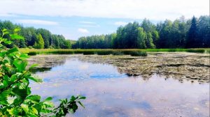 Летняя атмосфера на пруду. Расслабляющие звуки природы. Пение птиц  для сна. Лягушки.