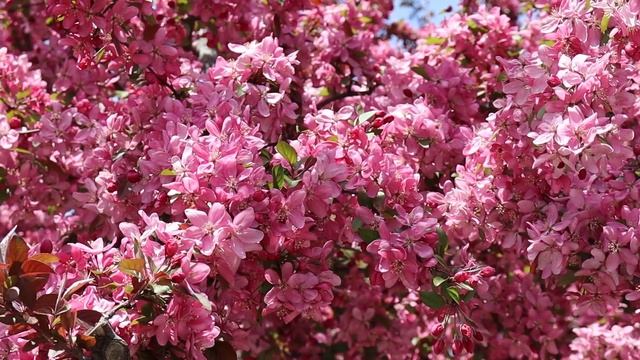 Canon EOS REBEL SL3 (250D) Cinematic Video Test || Relaxing Calm Music смотреть онлайн