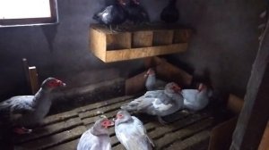 ПРАВИЛЬНОЕ СОДЕРЖАНИЕ ПТИЦЫ ЗИМОЙ