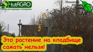 ЭТИ РАСТЕНИЯ НА КЛАДБИЩЕ ВЫСАЖИВАТЬ НЕЛЬЗЯ! Какие цветы посадить на могиле?