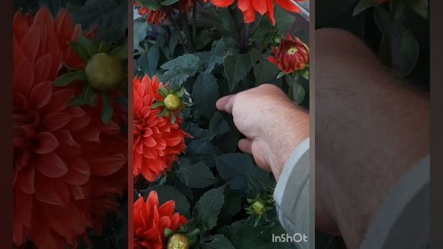 георгин Рэд Пигми смотреть онлайн