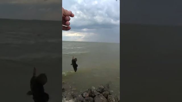 Рыбалка в заливе. Ловля бычка🎣