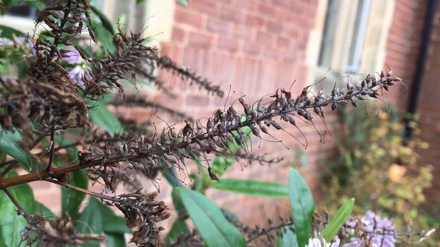 Hebe - flowers gone to seed - November 2018 смотреть онлайн