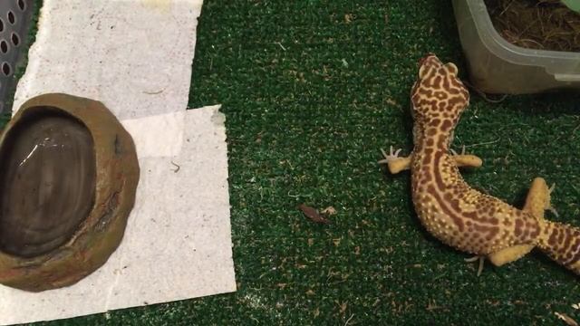 ВЕЧЕРНИЙ СТРИМ С ЭКЗОТИЧЕСКИМИ ЖИВОТНЫМИ ЭУБЛЕФАРАМИ смотреть онлайн