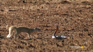 Мангуст Против  Кобры