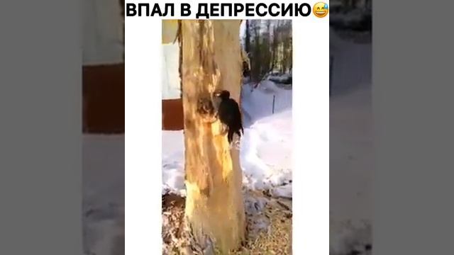 Чёрный дятел красноголовик лечит дерево.