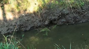 Охота на утку с PCP пнематикой. Бронированный чирок.