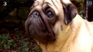 7 Малоактивных пород собак не требующих к себе большого внимания