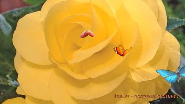 Бегония клубневой Еллоу (yellow) ? обзор: как сажать, семена бегонии Еллоу смотреть онлайн