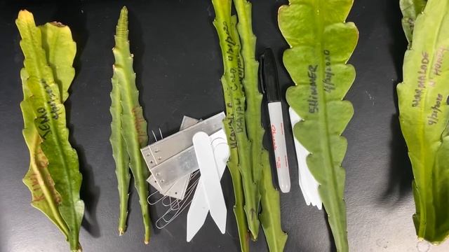 Disocactus hybrid cuttings information смотреть онлайн