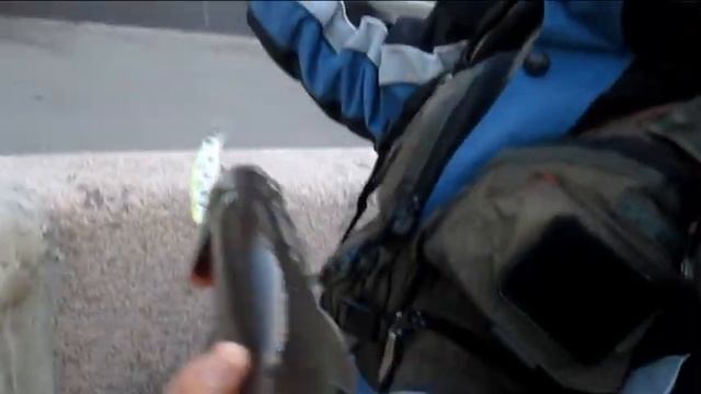 Жерех с Раушской набережной. смотреть онлайн