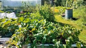 Удачный эксперимент со свеклой -  защита от мышей