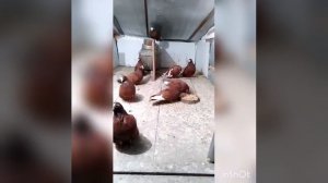 Голуби Курск