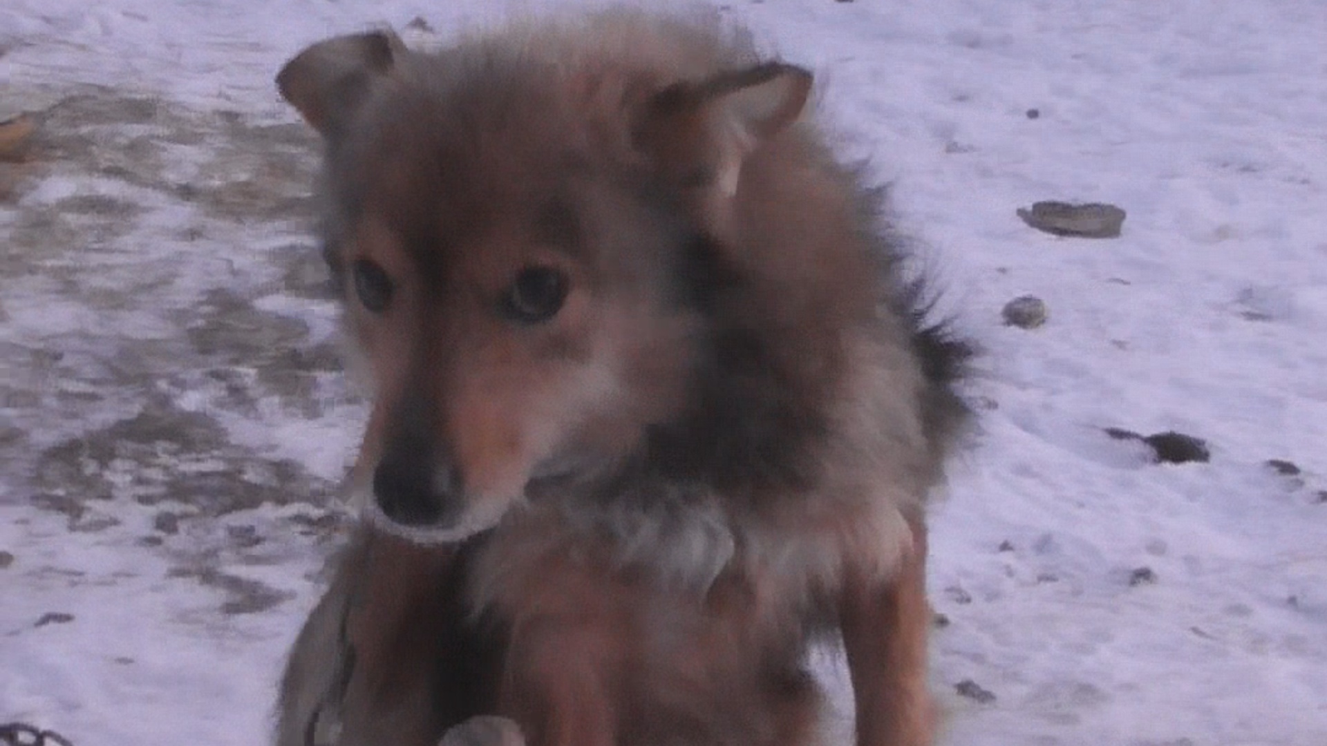 Обзор на будку и пса Букета смотреть онлайн