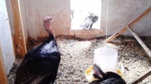 Разведение индюков// Ошибки// Почему опускаются руки.